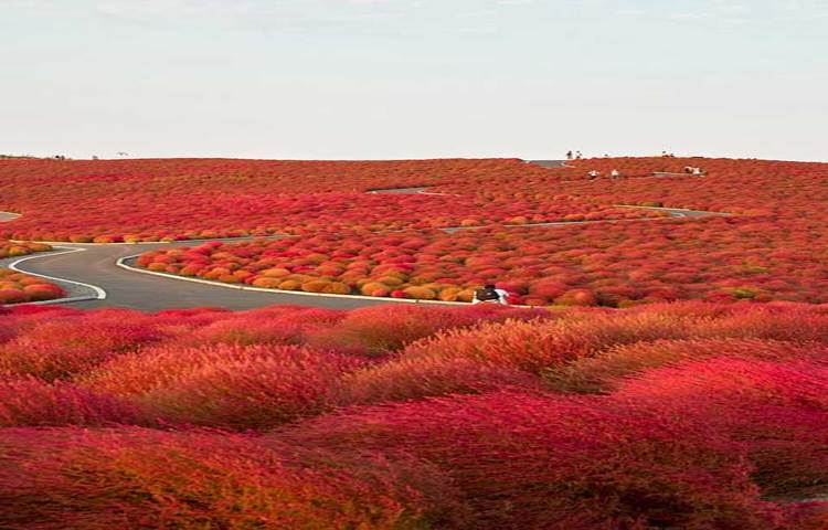 হিটাসি সিসাইড পার্ক : সূর্যদয়ের দেশ জাপানের হিটাসি সিসাইড পার্কটির সৌন্দর্য চোখে না দেখলে অনেকেই বিশ্বাস করতে পারবে না যে, বাস্তবে এই জায়গাটি রয়েছে।