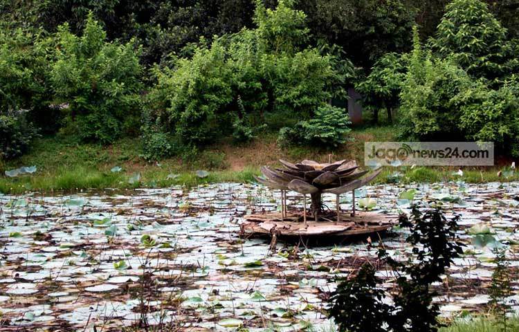 বিশ্ববিদ্যালয়ের ক্যাম্পাসে শাপলা ফুটেছে। শীতের সময় এই ক্যাম্পাসে অতিথি পাখির কলকালিতে মুখরিত হয়। ছবি : রবিউল ইসলাম পলাশ।