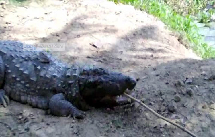 হযরত খান জাহান আলীর মাজারের সামনের দীঘিতে এখনও কুমির রয়েছে। এখানে আগত দর্শনার্থীদের অন্যতম আকর্ষণ হচ্ছে এই কুমির। ছবি : শওকত আলী বাবু। ছবি : শওকত আলী বাবু।