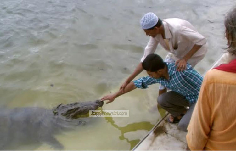 দীঘির পানিতে ভাসমান কুমির স্পর্শ করছেন কৌতূহলী দর্শনার্থীরা। ছবি : শওকত আলী বাবু।