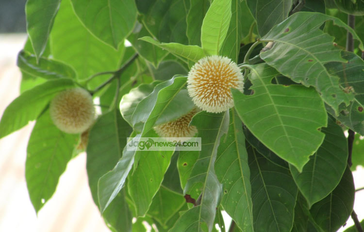 সবুজ পাতার মাঝে কদমের উঁকি। ছবি : মো. ছগির হোসেন।