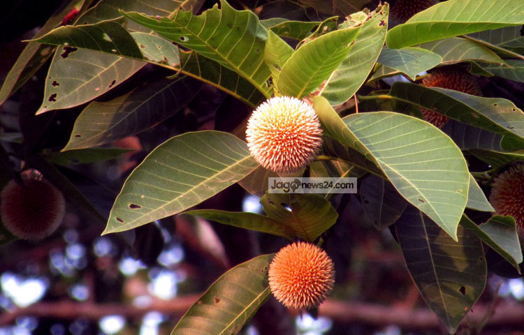 পল্লীকবি জসীম উদ্দীন তার অনেক কবিতায় বর্ষার এই কমদ ফুলের রূপের কথা বর্ণনা করেছেন। মো. ছগির হোসেন।