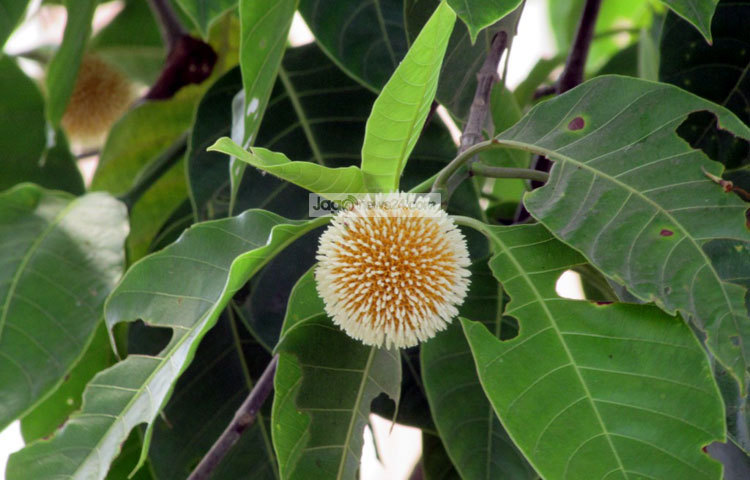 আষাঢ়ের প্রথমে দিনে আজ অনেকেই প্রিয়জনকে কদমের তোড়া উপহার দেবেন। মো. ছগির হোসেন।