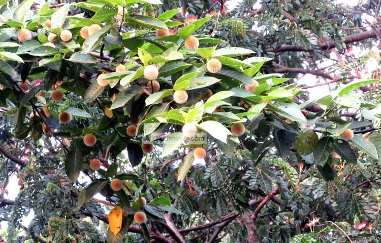 বৈশাখী ঝড়ে রেইনট্রি গাছ ভেঙে কদম ফুল গাছের উপর পড়েছে। ছবি : মো. ছগির হোসেন।