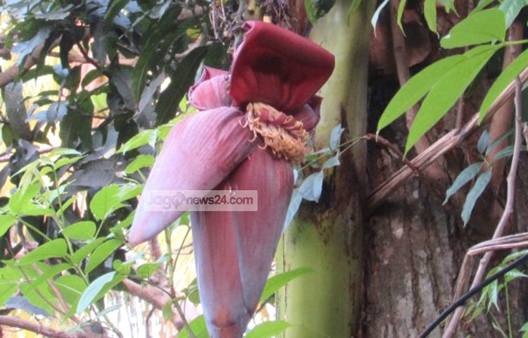 রক্তের মূল উপাদান হিমোগ্লোবিনকে শক্তিশালী করতে কলার মোচার তুলনা হয় না। দেহে রক্তের পরিমাণ ঠিক রাখতে বা রক্তশূণ্যতায় ভোগা&nbsp; রোগীদের জন্য কলার মোচা খুব উপকারী। ছবি : মো. ছগির হোসেন।