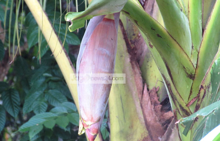 গর্ভস্থ শিশুর প্রায় ৭০ ভাগ মস্তিষ্কের গঠন মায়ের পেটে থাকা অবস্থায় হয়ে থাকে। গর্ভবতী নারীদের এবং শিশুর সুস্বাস্থ্যের জন্য নিয়মিত কলার মোচা খাওয়া উচিৎ। ছবি : মো. ছগির হোসেন।