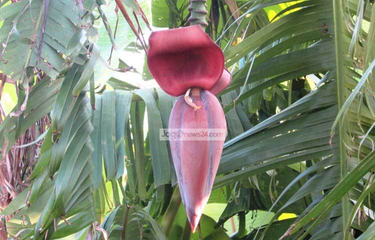 মেনোপোজ বা নির্দিষ্ট বয়স পরে মাসিক বন্ধ হয়ে যাওয়া নারীদের হাড় গঠন মজবুত করতে এই সবজি খুবই উপকারী। ছবি : মো. ছগির হোসেন।