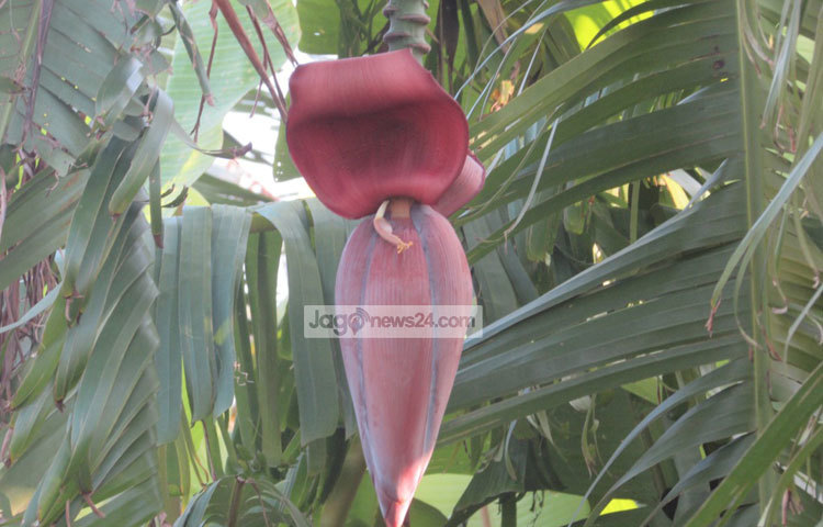 বয়স্ক নারী-পুরুষ ও বাড়ন্ত শিশু, খোলায়াড় বা যারা শারীরিক পরিশ্রম বেশি করেন তাদের জন্য এই সবজি আশীর্বাদস্বরূপ।