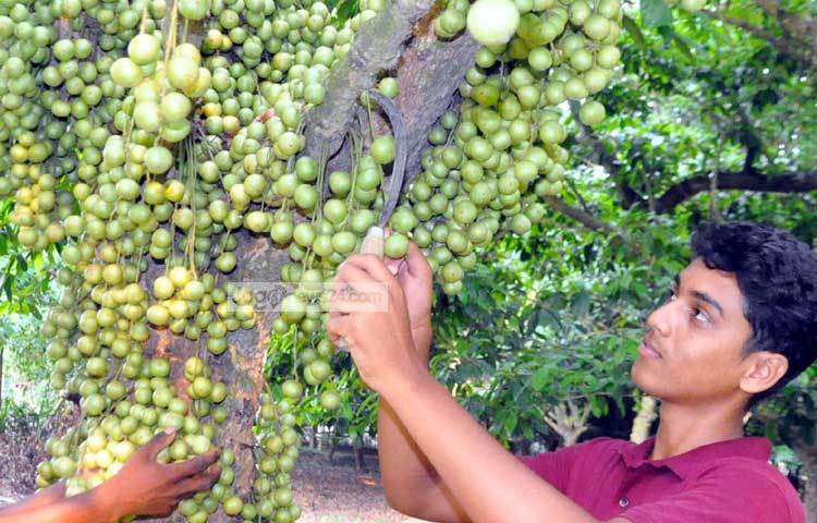 এ বছর লটকন গাছে প্রচুর পরিমাণে লটকন ধরেছে। তাই লটকন বাগানীদের মনে অনেক আনন্দ। ছবি : বিপ্লব দিক্ষিৎ।