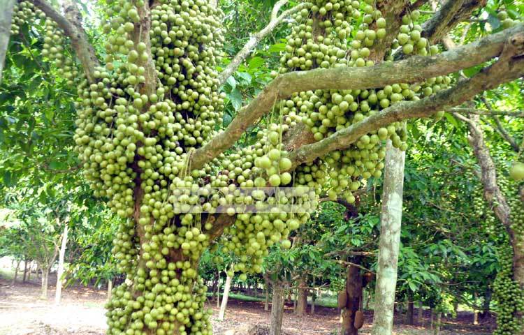 নরসিংদীর শিবপুরসহ কয়েকটি উপজেলায় বাণিজ্যিকভাবে লটকনের চাষ হয়ে থাকে। লটকন গাছের গোড়া থেকে শুরু করে ডালপালা পর্যন্ত থোকায় থোকায় ফল আসে। প্রতিটি থোকায় পাঁচ থেকে পঞ্চাশটি ফল দেখা যায়। ছবি : বিপ্লব দিক্ষিৎ।