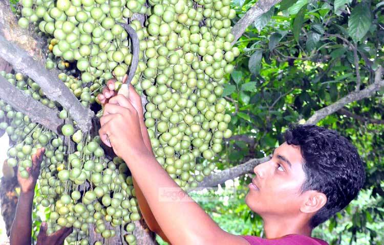 লটকন পাকলে এর রং হলুদ ও ভেতরে দুই থেকে পাঁচটি বীজ হয়, বীজের গায়ে লাগানো রসাল অংশ খাওয়া হয়ে থাকে। ছবি : বিপ্লব দিক্ষিৎ।