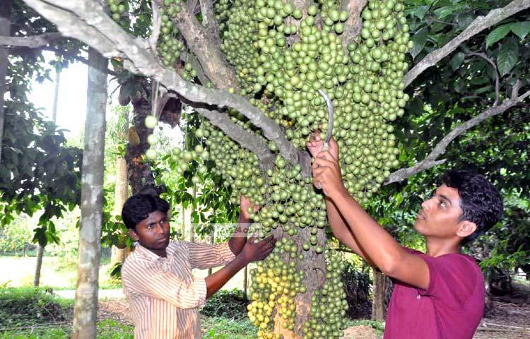 ইংরেজিতে বার্মিজ গ্রেপ নামে পরিচিত হলেও আমাদের দেশে এ ফলটি বুবি, বুগি, লটকা, লটকো, নটকো ইত্যাদি নামে পরিচিত। ছবি : বিপ্লব দিক্ষিৎ।