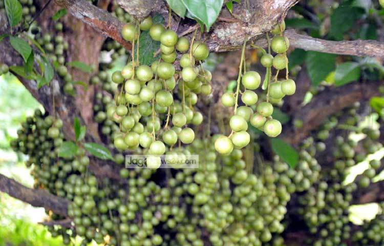 একটি বয়স্ক গাছ থেকে ১০০&ndash;১৫০ কেজি ফল পাওয়া যায়। দেশের বিভিন্ন বাজারে প্রতি কেজি লটকন ৭০-৮০ টাকায় বিক্রি হয়। তবে রাজধানীতে এর মূল্য প্রতি কেজি ১০০ টাকার বেশি।&nbsp;ছবি : বিপ্লব দিক্ষিৎ।