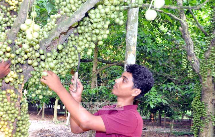 মার্চ মাসের দিকে লটকন গাছে ফুল আসে এবং ফল পরিপক্ব হতে চার-পাঁচ মাস সময় লাগে। জুন, জুলাই ও আগস্ট মাসে লটকন বাজারে পাওয়া যায়। ছবি : বিপ্লব দিক্ষিৎ।