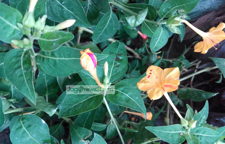 মিথিলা ফারজানা লোপা শখের বসে এ ফুলের বীজ সংগ্রহ করে বপন করেছিলেন বছরখানেক আগে। এখন এই ফুলের সৌন্দর্যে বাড়ির সবাই ভীষণ মুগ্ধ। ছবি : মিথিলা ফারজানা লোপা।