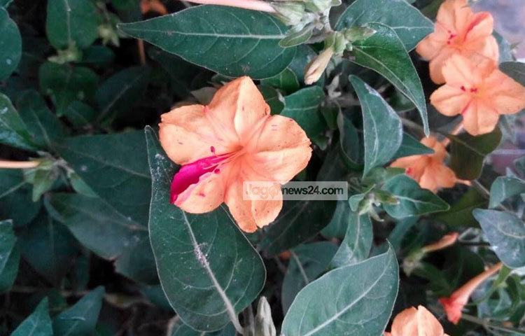 সন্ধ্যা মালতি ফুলের একই গাছে সাত-আট রঙের ফুল ফোটে। প্রত্যেকটি ফুলের আকৃতিও ভিন্ন ভিন্ন। ছবি : মিথিলা ফারজানা লোপা।