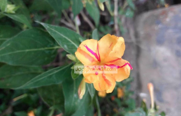 সন্ধ্যা মালতি ফুলটি সন্ধ্যায় ফোটে। দিনের বেলায় সূর্যের আলো পেলে চুপসে যায়। ছবি : মিথিলা ফারজানা লোপা।