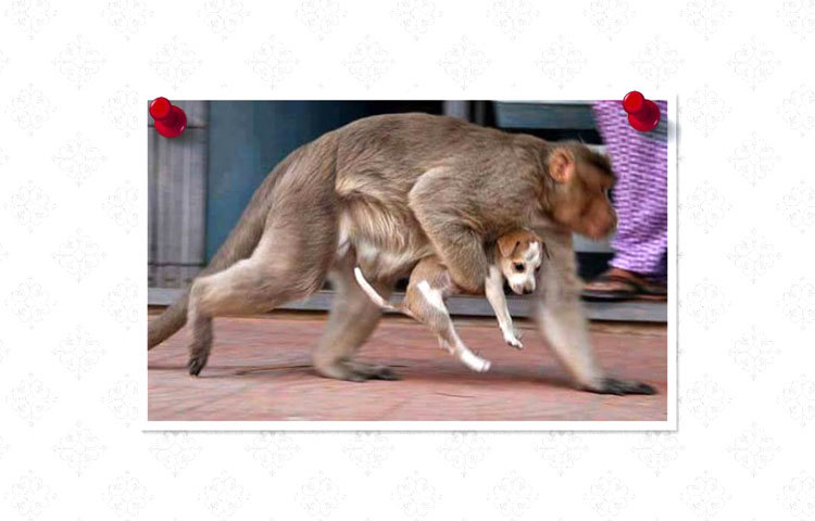 কুকুর ছানার বানর মা যেখানেই যায়, কুকুর ছানাটিওকে সঙ্গে করে নিয়ে যায়। ছবি : ফেসবুক।