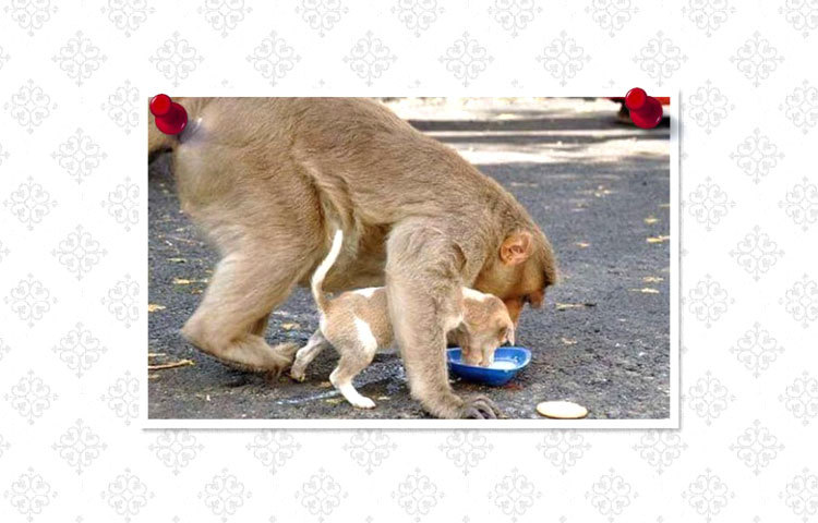 নিজ সন্তানের মত করে কুকুর ছানাকে খাওয়াচ্ছে বানরটি। ছবি : ফেসবুক।