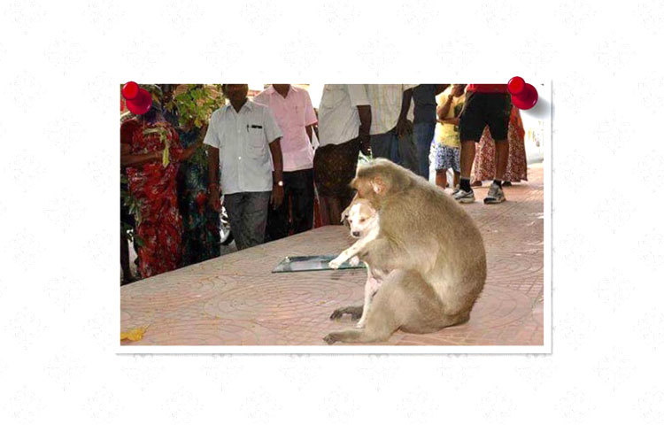 কুকুর ছানাটিকে বুকে টেনে আদর করছে বানরটি। ছবি : ফেসবুক।