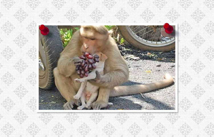 কুকুর ছানাটিকে খুব যত্ন করে ফল খাওয়াচ্ছে। ছবি : ফেসবুক।