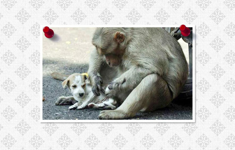 মায়ের মত করে আদর করছে বানরটি। ছবি : ফেসবুক।