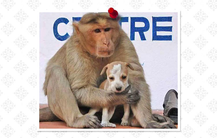 বানরটি কুকুর ছানাকে নিয়ে অনেক সুখে আছে। ছবি : ফেসবুক।