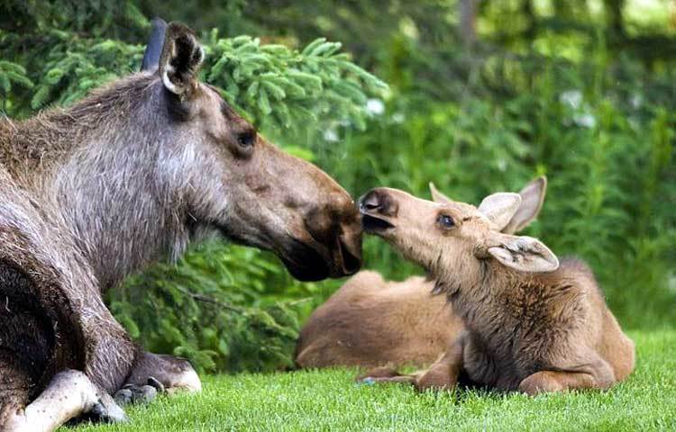 মানুষের মত প্রাণী জগতেও রয়েছে অবাক করা মাতৃত্ব। ছবি : আই লাভ আফ্রিকা।