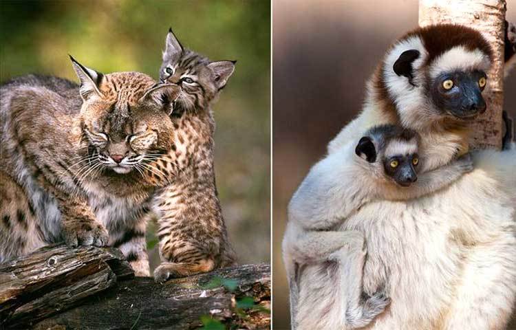 বিড়াল ও উল্লুক বাচ্চা নিয়ে খুব আনন্দে আছে। ছবি : আই লাভ আফ্রিকা।