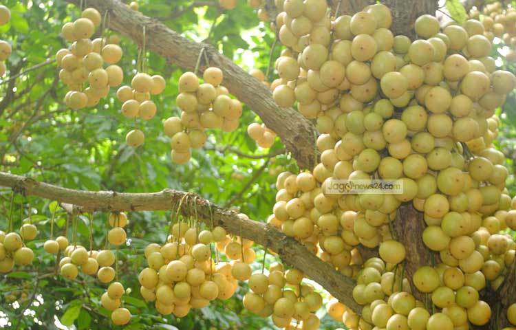 নরসিংদীর শিবপুর ও বেলাবো উপজেলার চাষিদের কাছে অর্থকরী ফসল হিসেবে এর ব্যাপক গ্রহণযোগ্যতা তৈরি হয়েছে। তেমন কোনো পরিচর্চা ছাড়াই বাগানে উৎপাদিত হয় এ ফল। ছবি : সঞ্জিত সাহা।