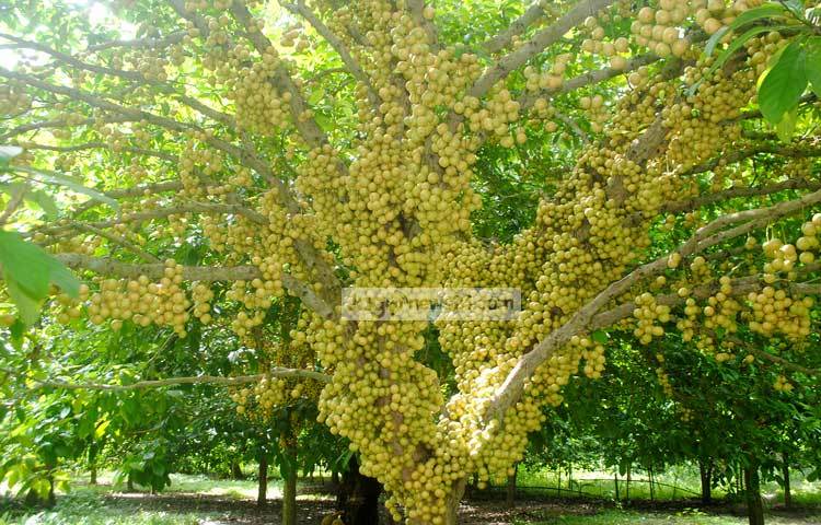 নরসিংদী জেলায় তাই ক্রমেই অর্থকরী ফসল হিসেবে খ্যাতি অর্জন করেছে লটকন। এ অঞ্চলের চাষিদের কাছে লটকন চাষ জনপ্রিয় হয়ে উঠছে। ছবি : সঞ্জিত সাহা।