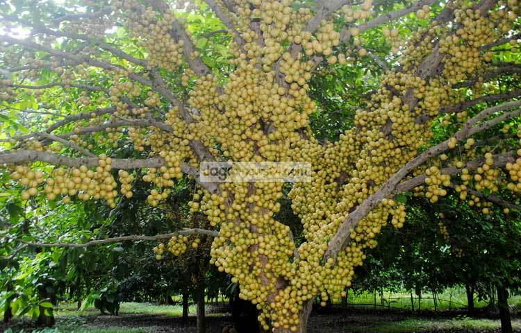 সুস্বাদু আর পুষ্টিগুণে ভরপুর নরসিংদীর লটকন স্থানীয় চাহিদা মিটিয়ে বিদেশেও রফতানি হচ্ছে।এর মাধ্যমে আয় হচ্ছে বৈদেশিক মুদ্রা। ছবি : সঞ্জিত সাহা।