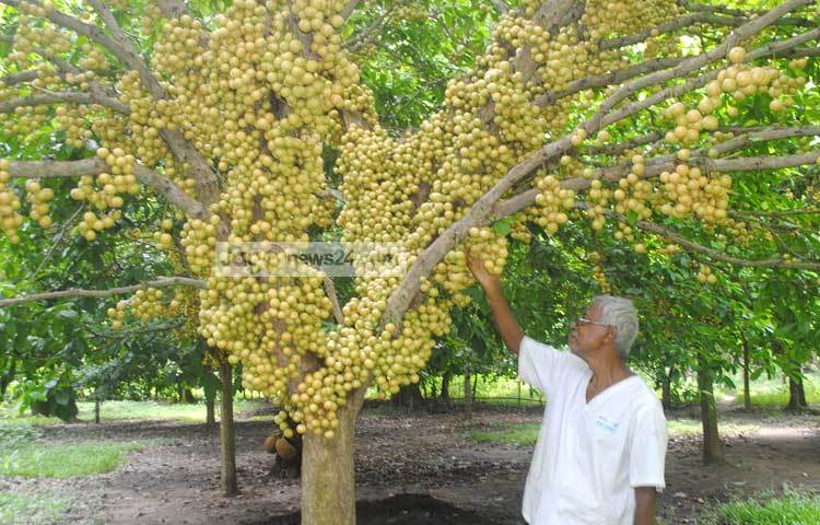 স্বল্প ব্যয় আর নামমাত্র পরিচর্চায় গাছে অভাবনীয় ফলন আসায় বাণিজ্যিকভাবে দিন দিন বাড়ছে লটকন চাষ।