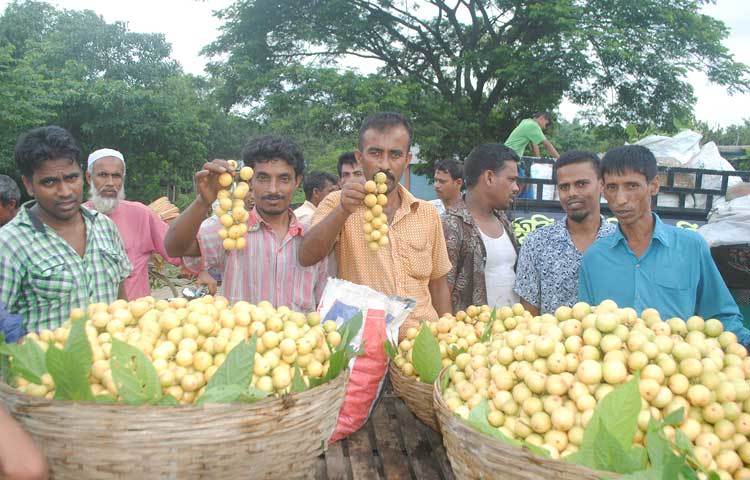 বাজারে লটকন বিক্রি করছেন চাষিরা। ভালো দাম পেয়ে তারা সবাই হাসি খুশি। ছবি : সঞ্জিত সাহা।