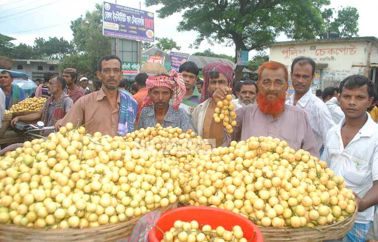 নরসিংদী জেলা কৃষি সম্প্রসারণ অধিদফতর সূত্রে জানা যায়, জেলার শিবপুর, বেলাবো ও রায়পুরা উপজেলায় লাল রঙের উঁচু জমিতে প্রচুর পরিমাণ ক্যালসিয়াম ও খনিজ উপাদান থাকায় এই এলাকার মাটি লটকন চাষের জন্য খুব উপযোগী। ছবি : সঞ্জিত সাহা।