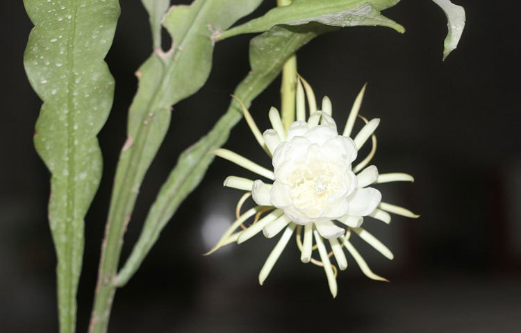 প্রকৃতিপ্রেমী সজিব সাহা আজ থেকে ১০ বছর আগে এই নাইট কুইন গাছটি রাজধানীর বাংলামটর এলাকা থেকে কিনে নিয়েছিলেন। ছবি : সজিব সাহা।