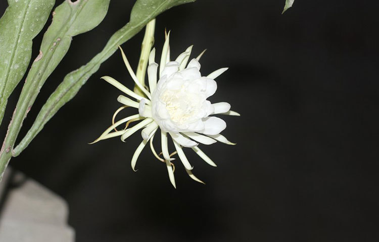 &lsquo;সাহা ভবনে&rsquo; ফোটা এই নাইট কুইন দেখতে গভীর রাতে অনেক পুষ্পপ্রেমী জড়ো হয়েছিলেন। ছবি : সজিব সাহা।