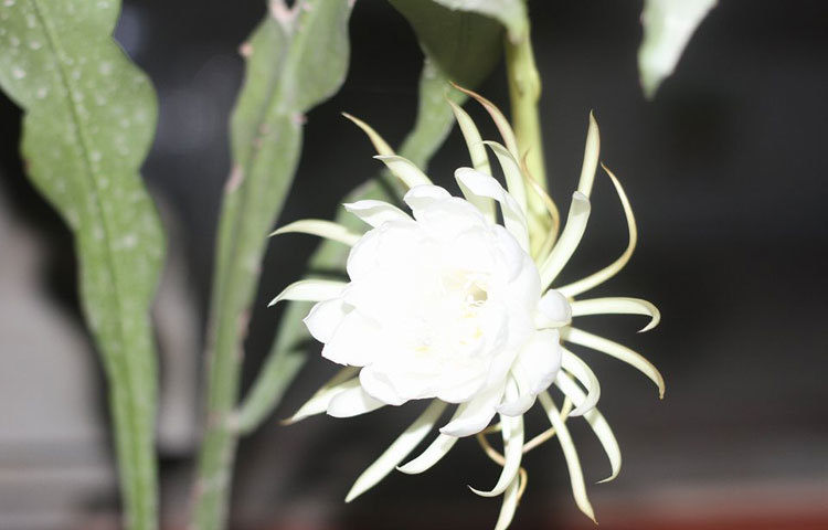 সজীব সাহা জানান, ফুলটি ফোটার পরে তাদের ঘর জুড়ে সুবাস ছড়িয়ে পড়ে। এতে সবাই মুগ্ধ হয়ে যান। ছবি : সজিব সাহা।