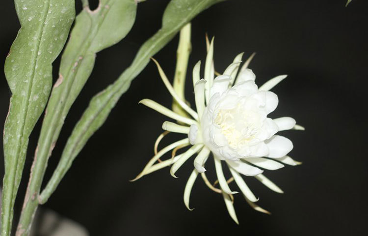 সজীব সাহা আরও জানান, দীর্ঘ অপেক্ষার পর নাইট কুইনটি ফুটেছে দেখে তিনি ভীষণ আনন্দিত হয়েছেন। আবারো ১২ বছর পরে নাইট কুইন ফোটার প্রতীক্ষায় থাকবেন তিনি। ছবি : সজিব সাহা।