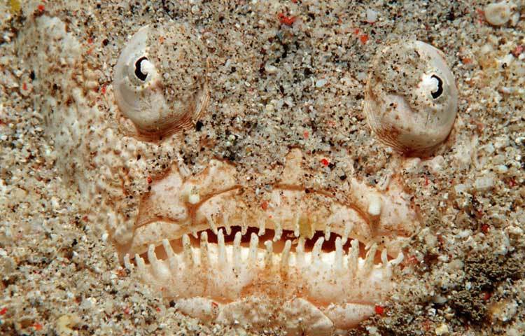 নর্দান স্টারগেজার : সমুদ্রের তলার সবচেয়ে অদ্ভুত দেখতে প্রাণী হল নর্দান স্টারগ্যাজার। এই প্রাণীটি সমুদ্রের তলার বালির মধ্যে ঘাপটি মেরে থাকে।