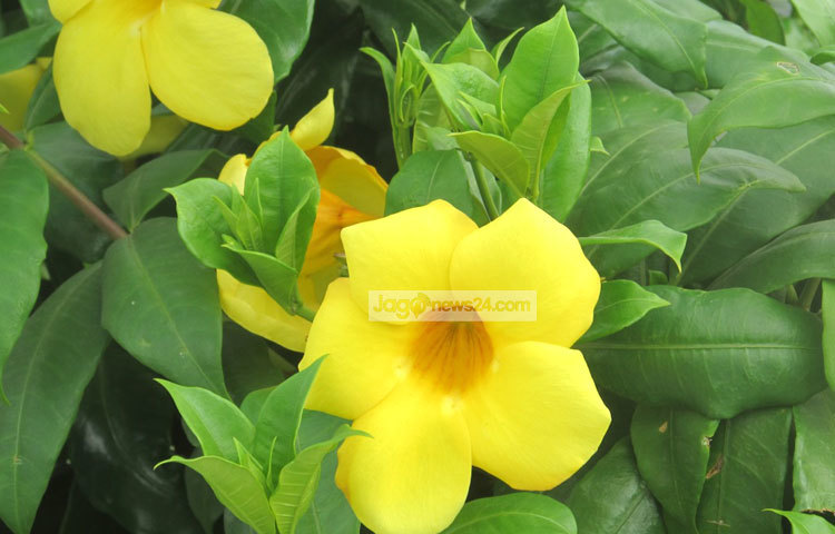 অলকানন্দা ফুলের আদি নিবাস ম্যাক্সিকো ও আর্জেন্টিনা হলেও বাংলাদেশে দীর্ঘদিন ধরে এ ফুল বণিজ্যিকভাবে চাষ করা হচ্ছে। ছবি : মো. ছগির হোসেন।