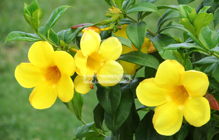 অলকানন্দা ফুলের ইংরেজি নাম &lsquo;অল্লামান্ডা&rsquo;। ছবি : মো. ছগির হোসেন।