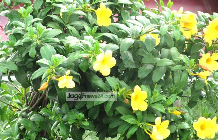 আমাদের দেশে বিভিন্ন সরকারি ও বেসরকারি অফিসের বাগানে অনেক যত্নে অলকানন্দা ফুলের চাষ হয়ে থাকে। ছবি : মো. ছগির হোসেন।