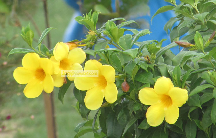 অলকানন্দা ফুল ফোটার পর খুব অল্প সময়ের মধ্যে ঝরে যায়। ছবি : মো. ছগির হোসেন।