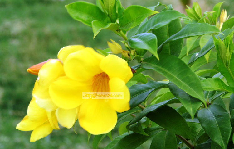 ধর্মীয় অনুষ্ঠানসহ বিভিন্ন আয়োজনে এই ফুলের তোড়ার খুবই চাহিদা রয়েছে। ছবি : মো. ছগির হোসেন।