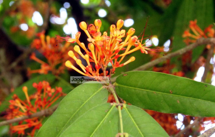 অসথ ফুল ফুটলে পুরো বাগান রঙিন হয়ে যায়। ছবি : মো. ছগির হোসেন।