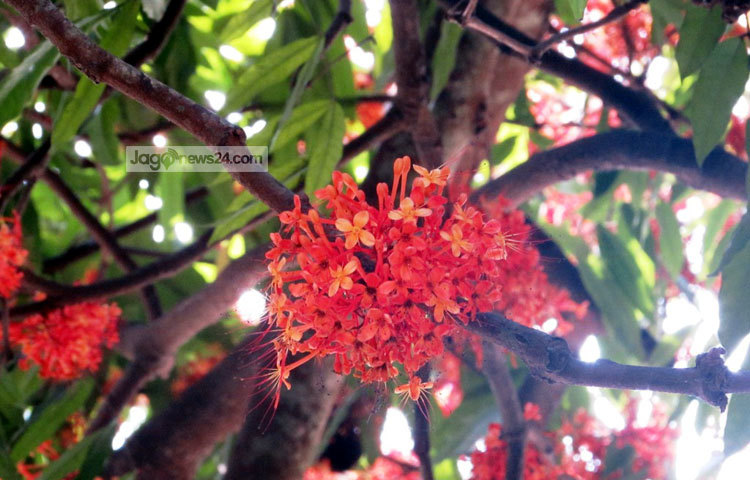 আমাদের দেশে বনে জঙ্গলে অনেক সুন্দর সুন্দর ফুল ফোটে। এসব ফুলের মধ্যে অসথ অন্যতম। শরীয়তপুর থেকে অসথ ফুলের ছবি তুলেছেন মো. ছগির হোসেন।