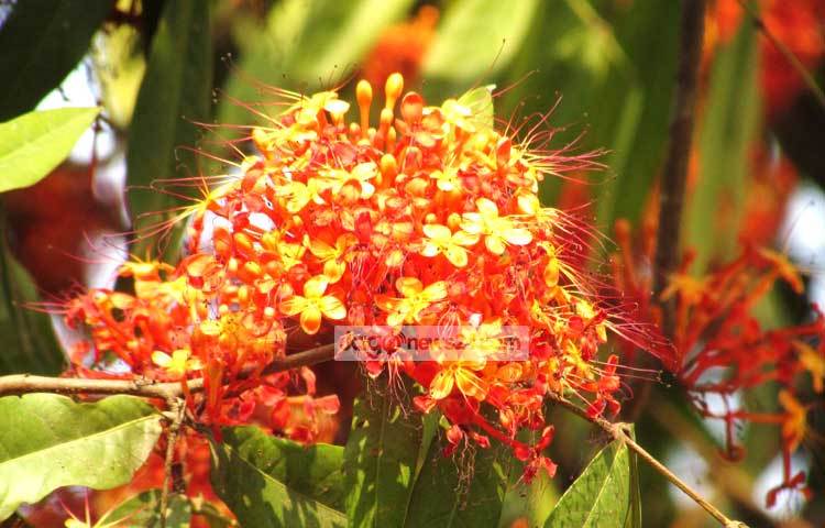 অসথ ফুলের সৌন্দর্য প্রকৃতিপ্রেমিকদের নিমেষেই মুগ্ধ করে। ছবি : মো. ছগির হোসেন।