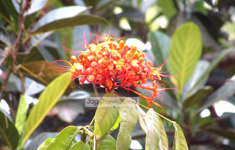 অযত্ন অবহেলাতেই আমাদের বনে জঙ্গলে ফুটছে অসথ ফুল। ছবি : মো. ছগির হোসেন।