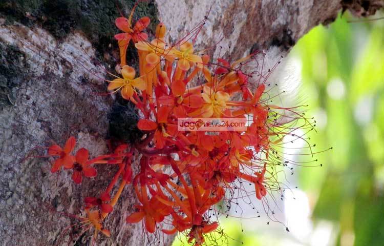 গাছ ফুঁড়ে ফুটেছে অসথ ফুল। ছবি : মো. ছগির হোসেন।